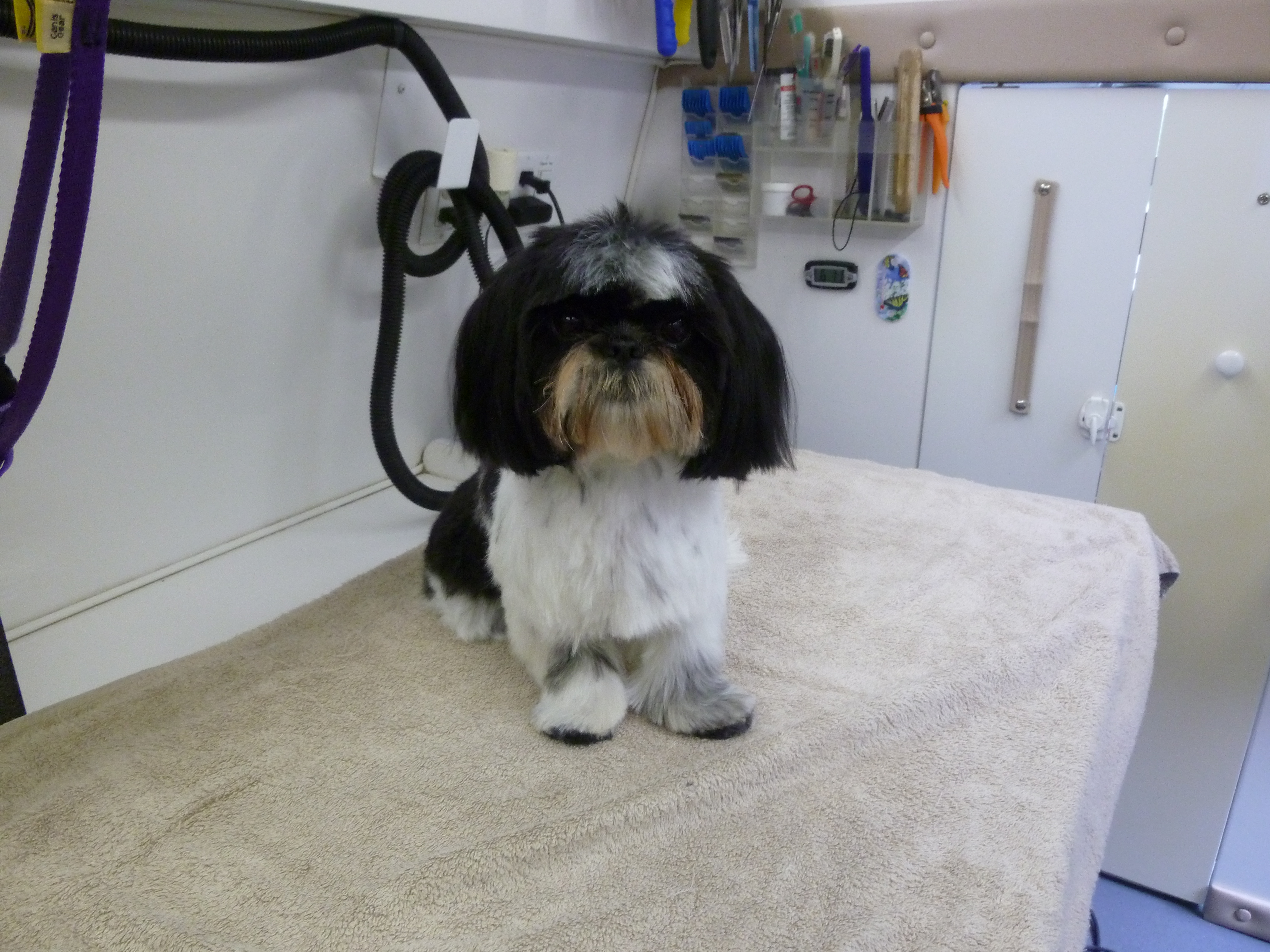 Dog grooming for Shih Tzu in Lake Oswego by Angela’s Pet Styling Mobile Grooming Salon