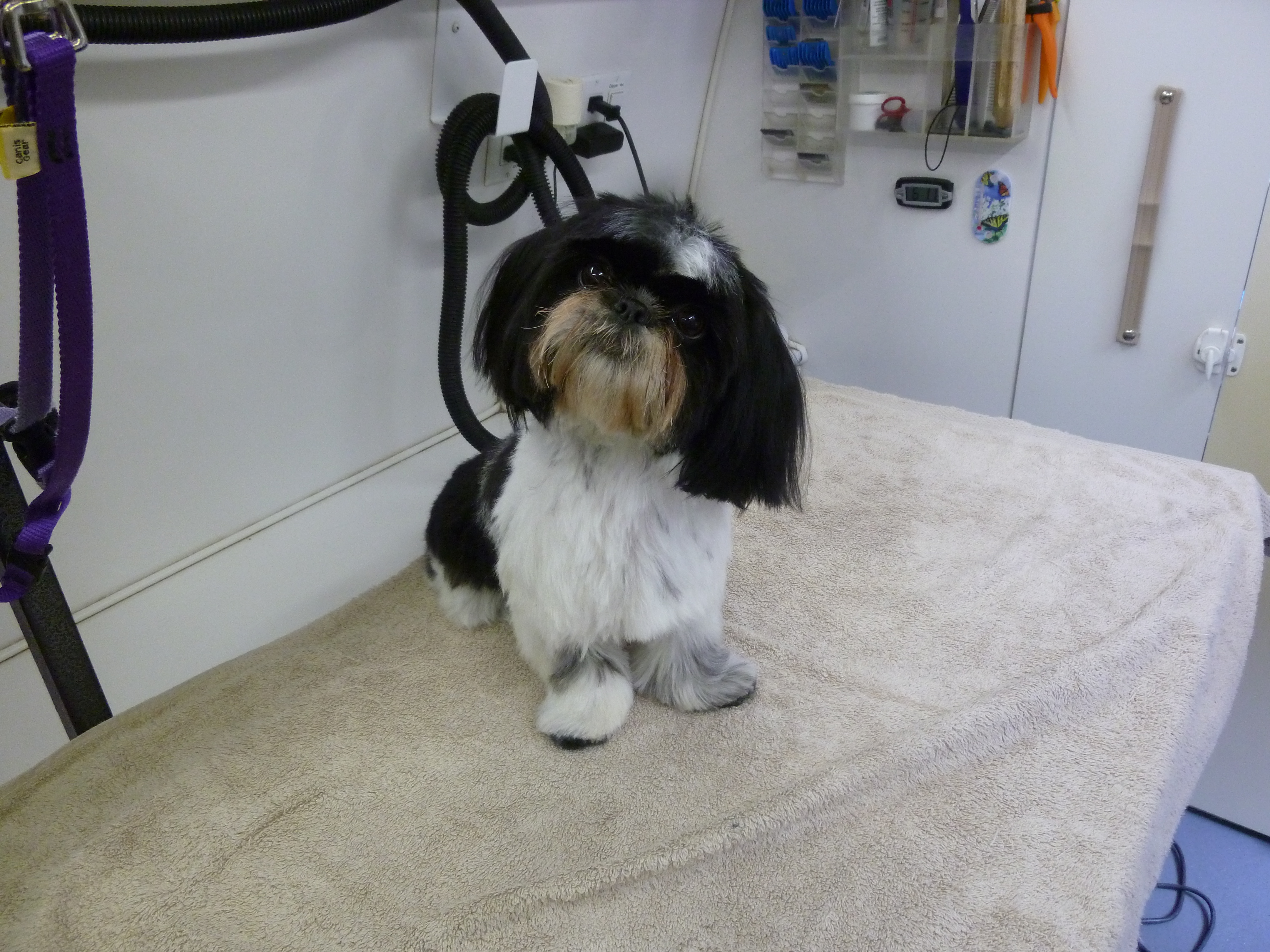 Dog grooming for Shih Tzu in Lake Oswego by Angela’s Pet Styling Mobile Grooming Salon