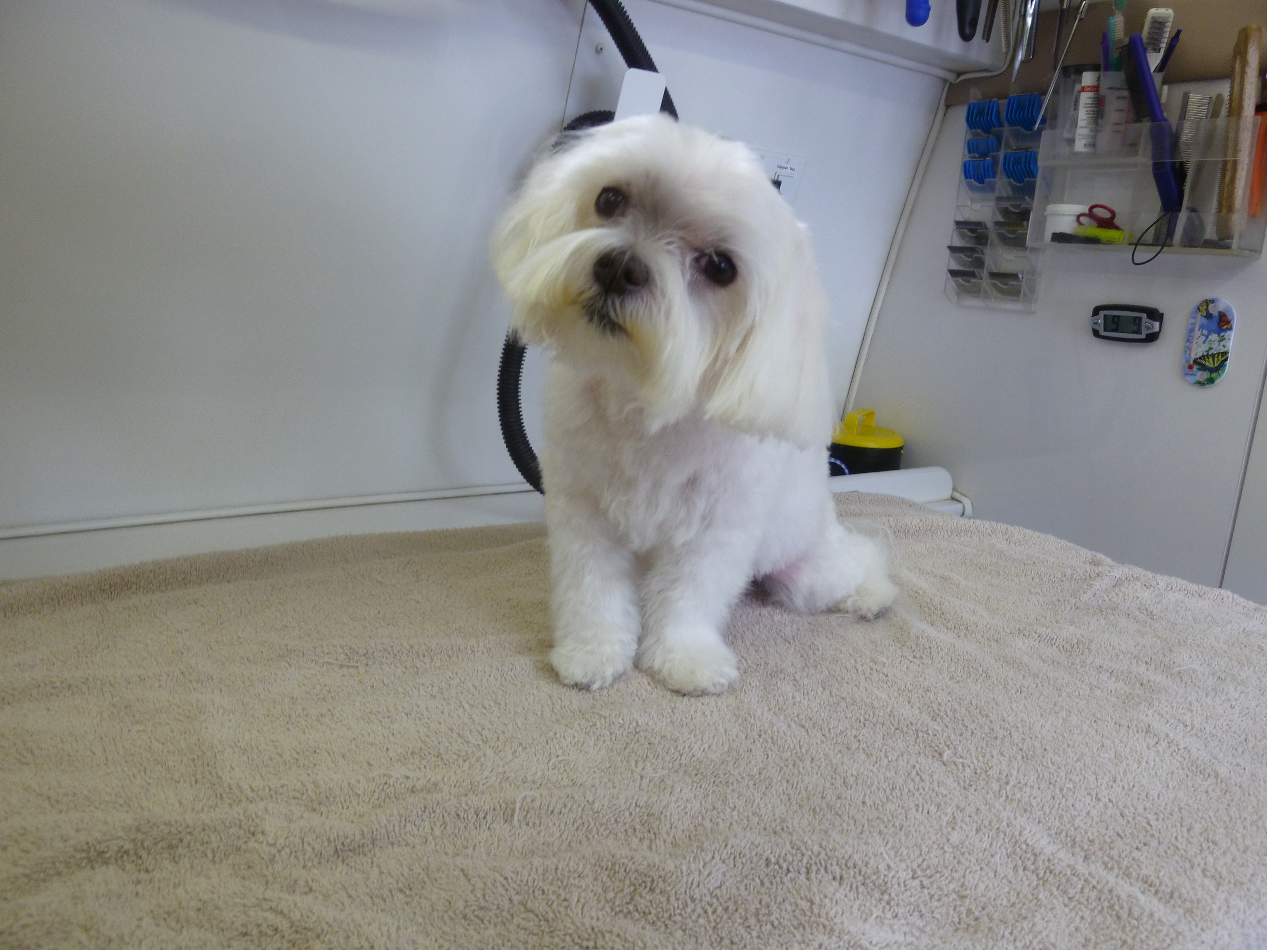 Angela’s Pet Styling Mobile Grooming Salon Maltese Dog Grooming in Lake Oswego