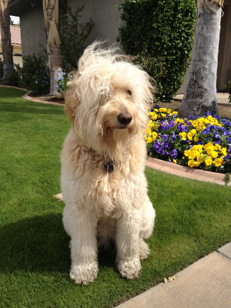 Angela’s Pet Styling Mobile Grooming Salon in Lake Oswego