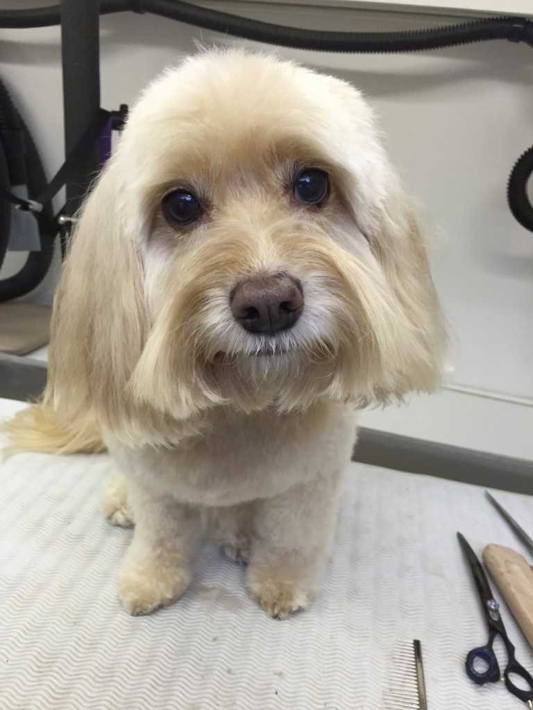 Angela’s Pet Styling Mobile Grooming Salon in Lake Oswego