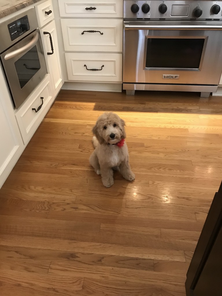Labradoodle Grooming in Lake Oswego, OR by Angela’s Pet Styling Mobile Grooming Salon