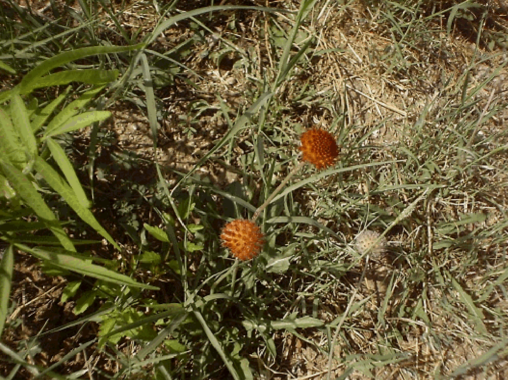 Gaillardia suavis
