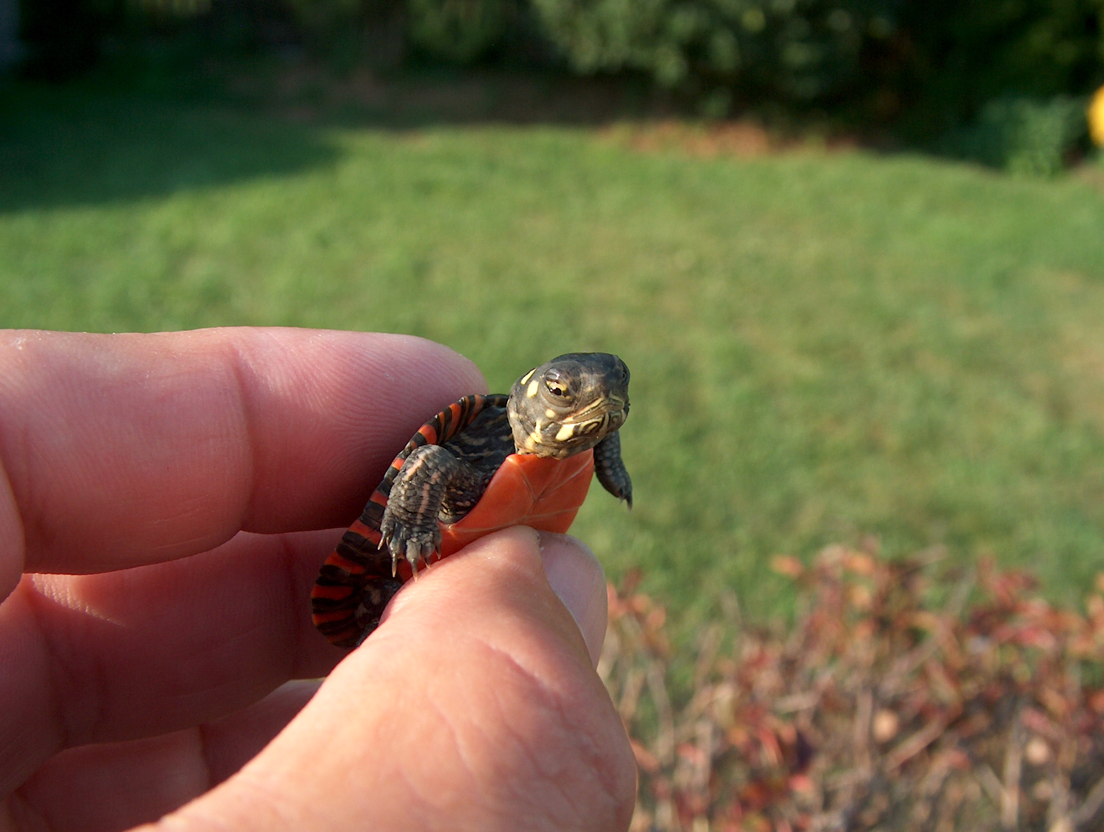 Baby Painted Turtle Needs Care Quickly EMERGENCY CARE Turtle Forum