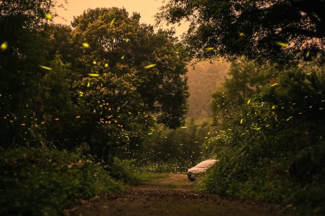Spiritual meaning of fireflies symbolism! Does it indicate good luck?