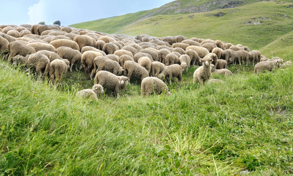 Spiritual Meaning of Animals Walking in Circles Is It Bad?