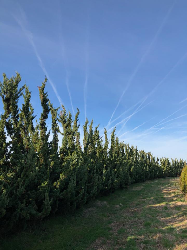 Juniper 'Robusta Green' Angelica Nurseries, Inc.