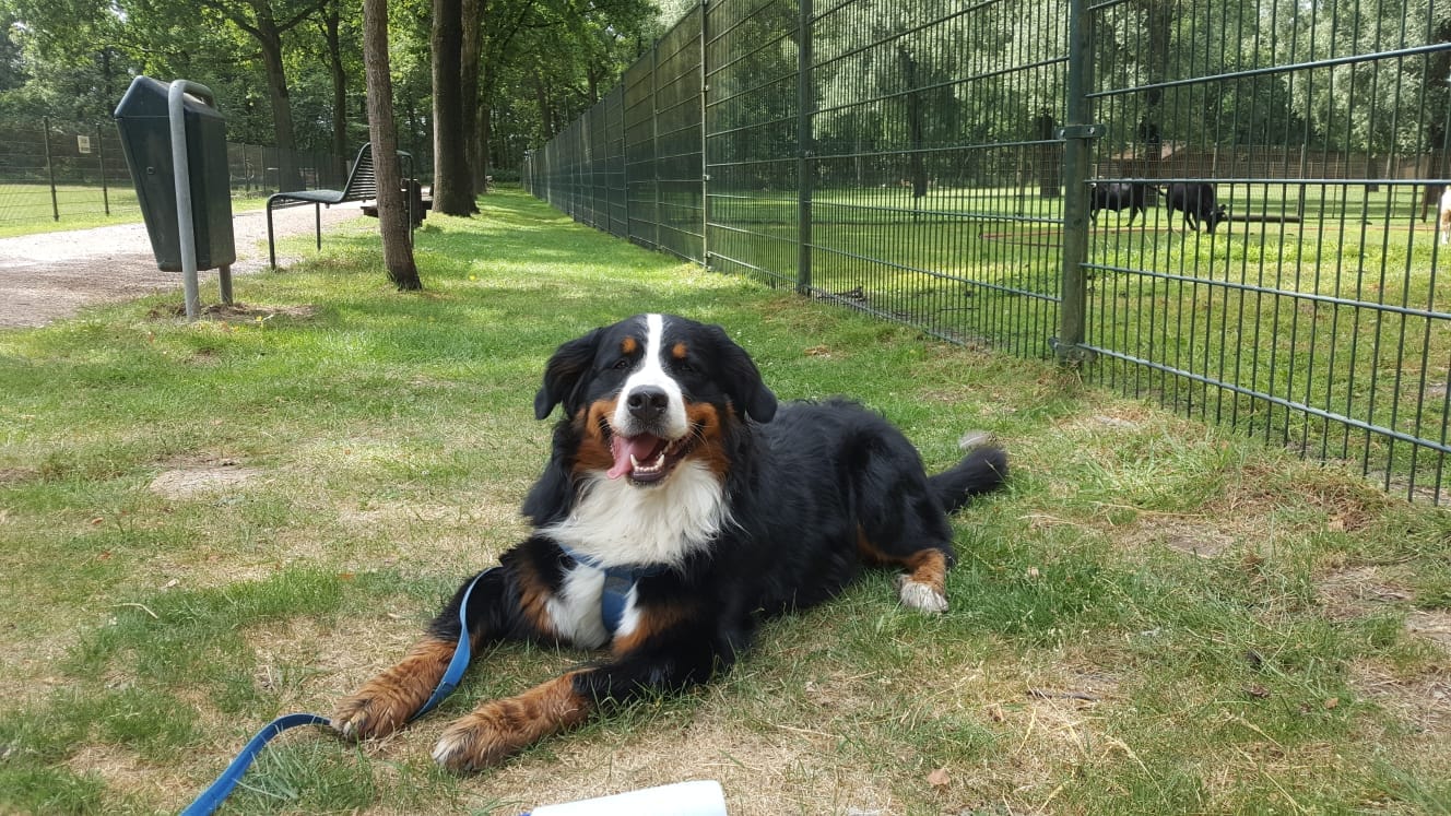 Hond Boris blaft bij het horen van de deurbel en tijdens visite(022)