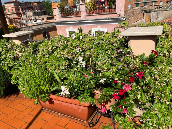 Self catering apartments in Rome. Luxury apartment rental in Trastevere