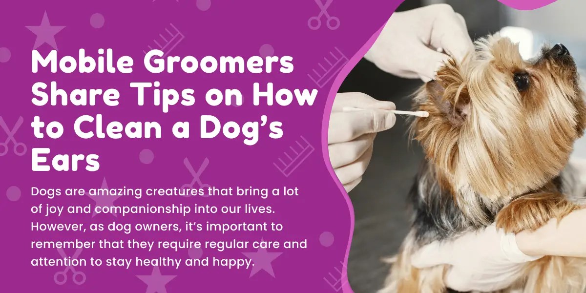Mobile Groomers Share Tips on How to Clean a Dog's Ears Angie's