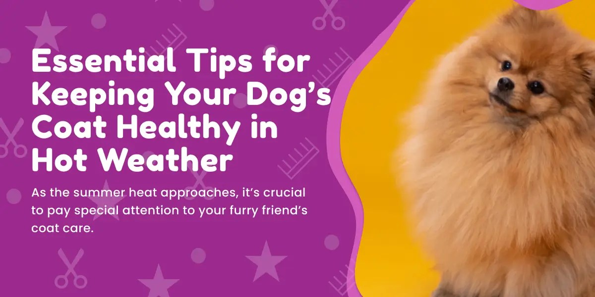 10 Essential Tips for Keeping Your Dog's Coat Healthy in Hot Weather