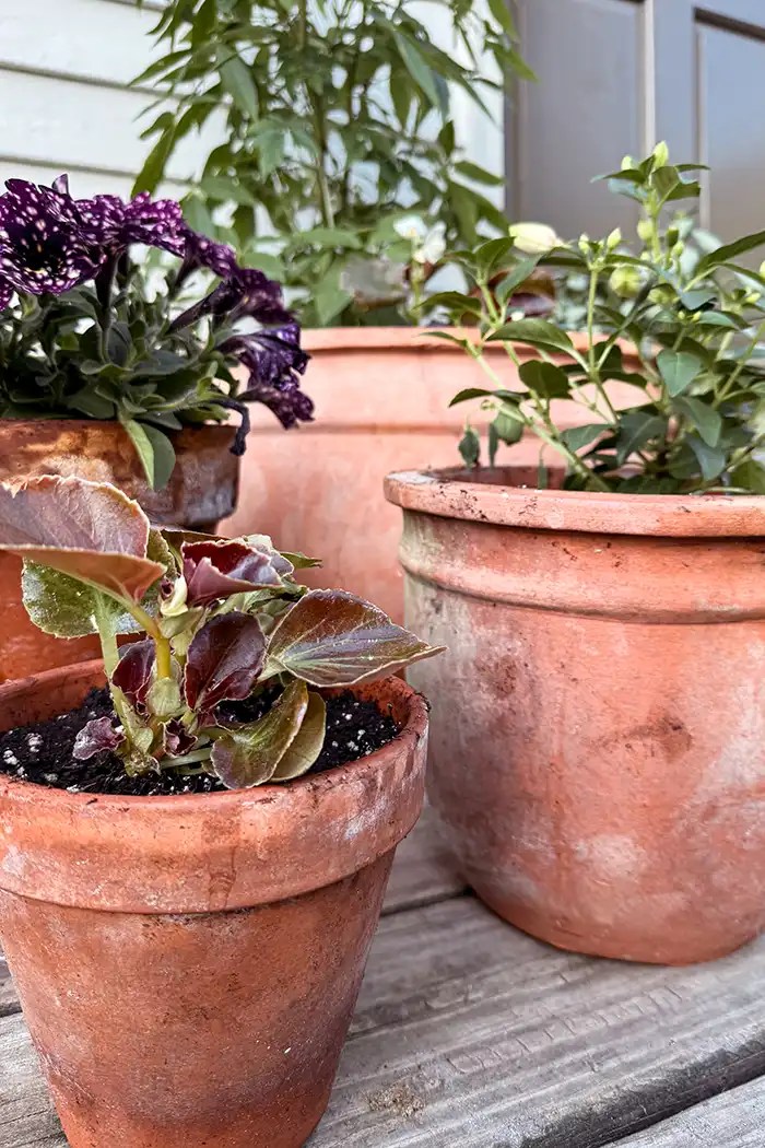 How To Plant Flower Pots And Decorate With Containers