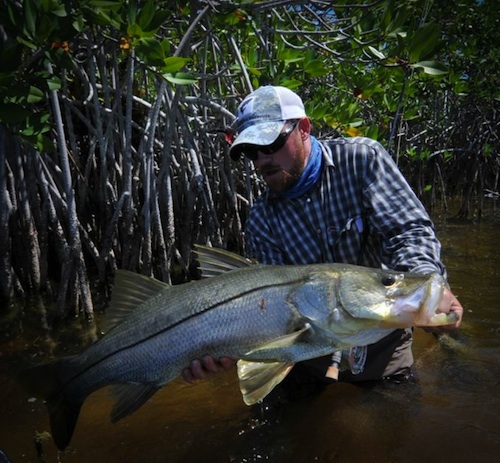 Image of The Week Santa Rosa Lagoon Snook Angler's Tonic