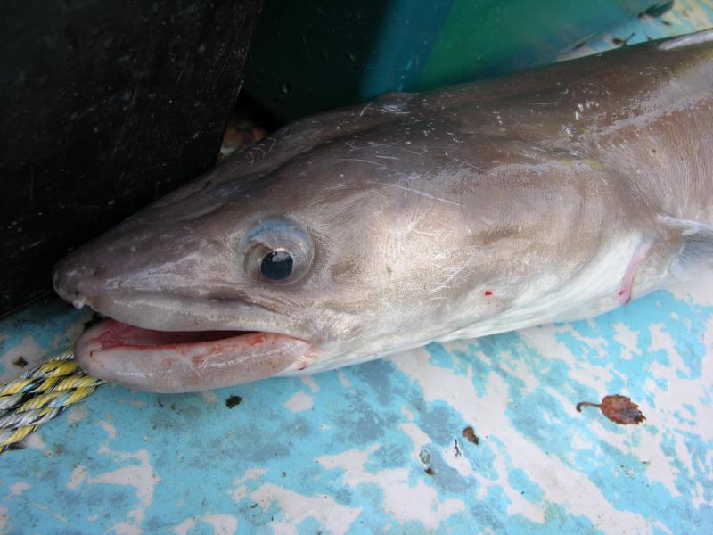 conger eel, sea angling in Ireland, terrys travels, irish sea fish