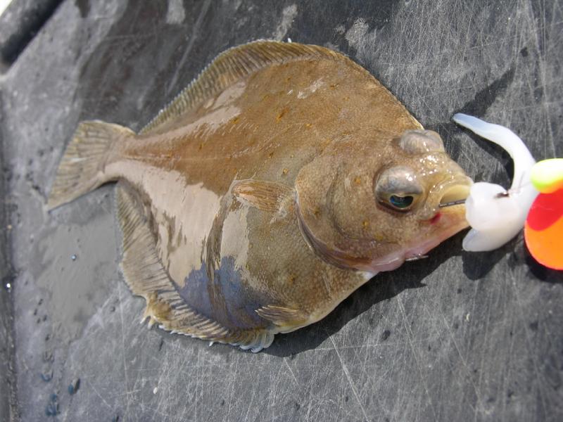 √ Dab Fish Fishing Boats Blog