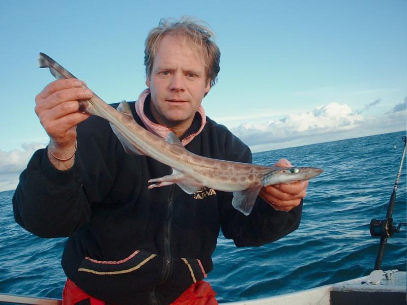 blackmouthed dogfish, cat sharks, deepwater species, irish specimen