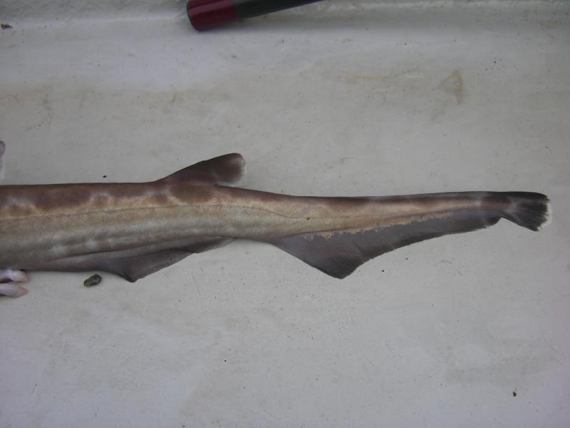 blackmouthed dogfish, cat sharks, deepwater species, irish specimen