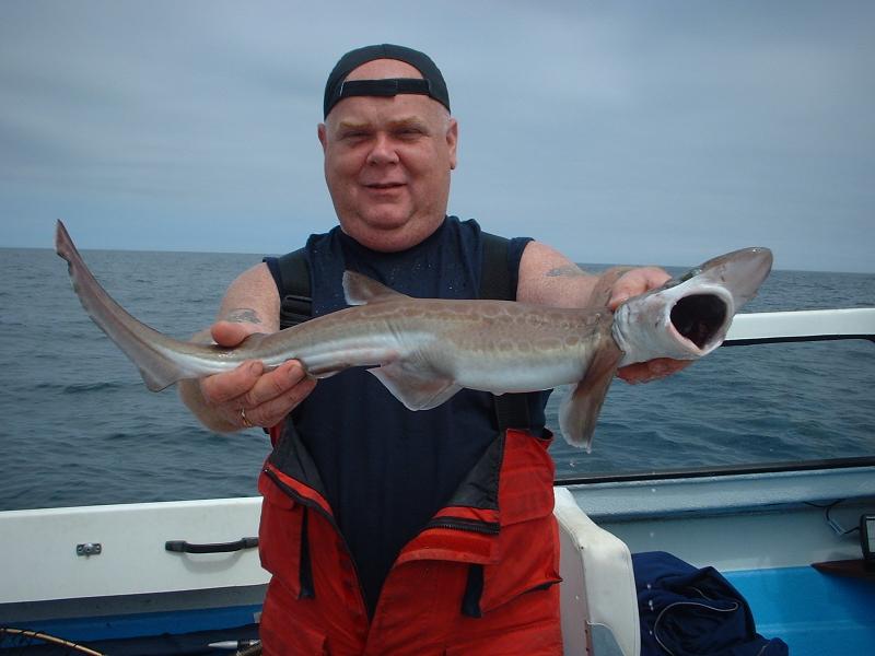 blackmouthed dogfish, cat sharks, deepwater species, irish specimen
