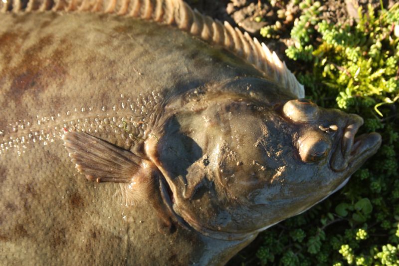 Fishing In Ireland Angling Ireland Salt Water Fish ID Flounder