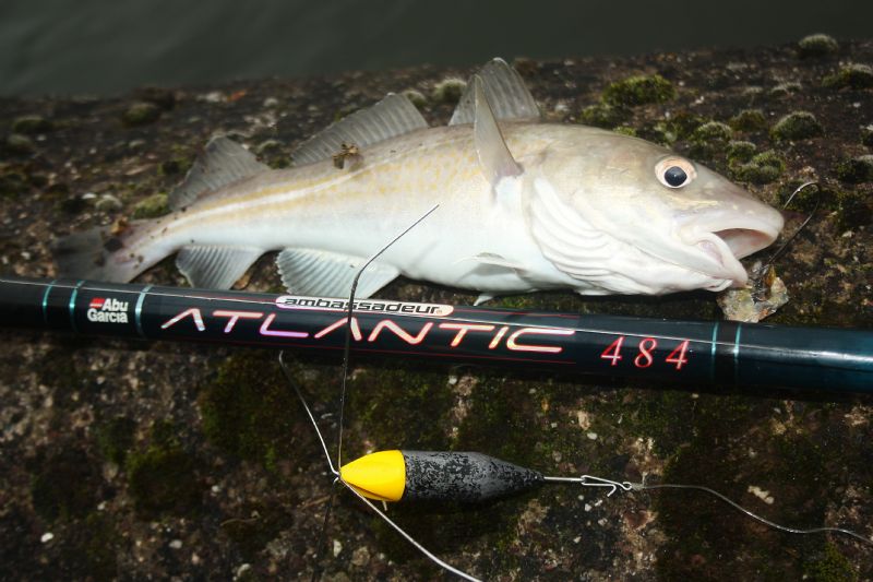 shore angling, Irish cod fishing, terrys travels, cork harbour, cod