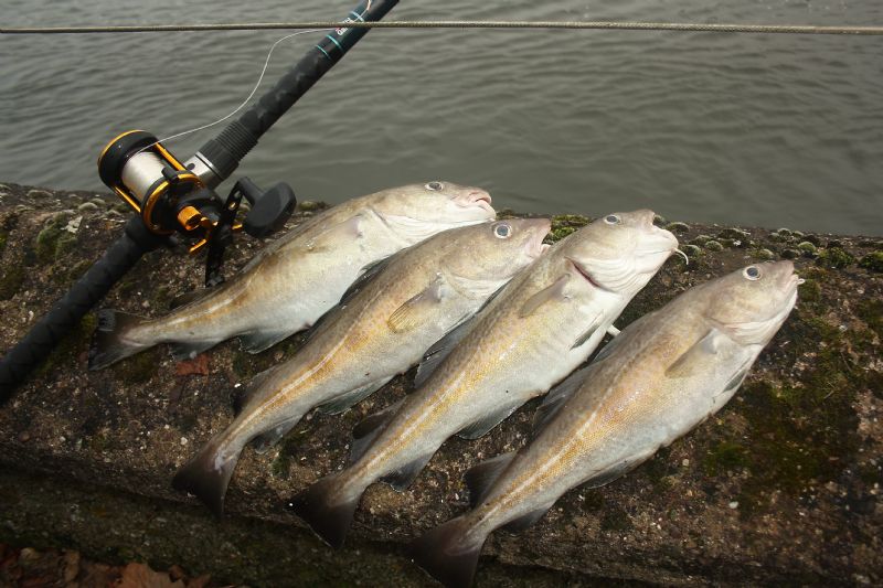 shore angling, Irish cod fishing, terrys travels, cork harbour, cod