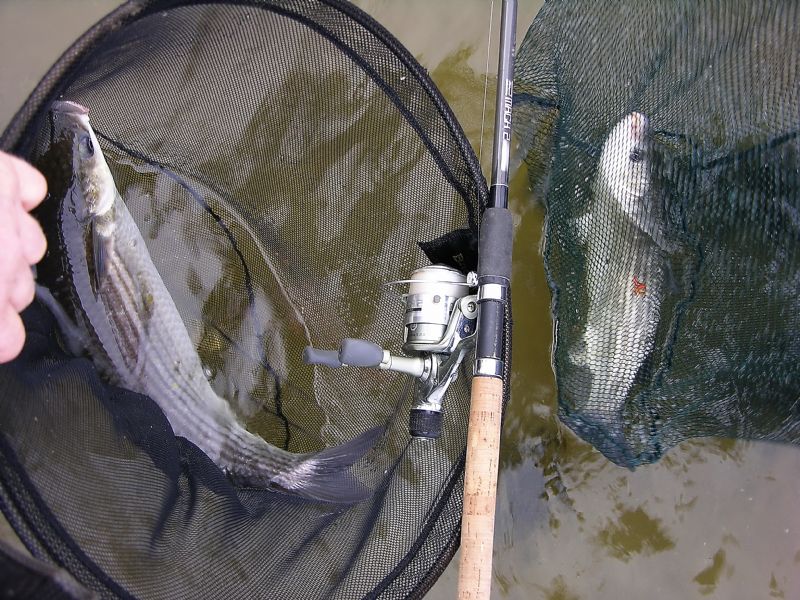 float fishing for mullet, targeting mullet, specimen irish mullet
