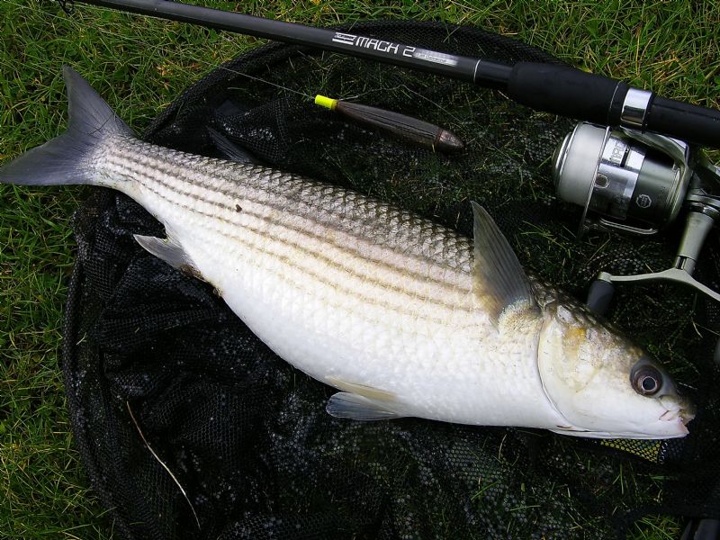 float fishing for mullet, targeting mullet, specimen irish mullet