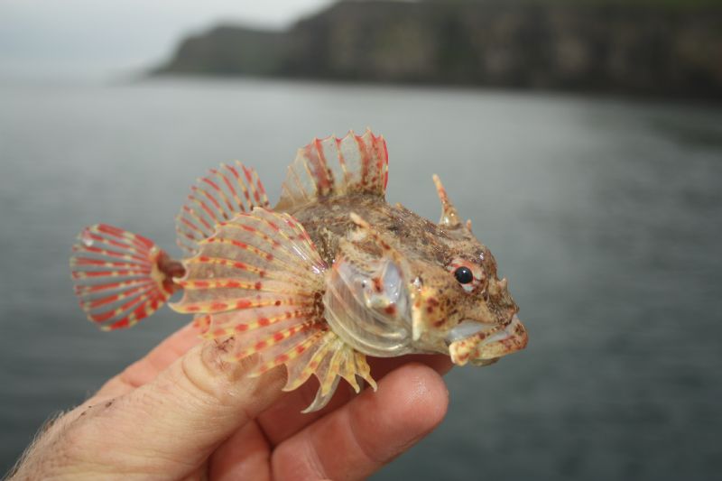 Fishing In Ireland Angling Ireland Salt Water Fish Scorpion Fish