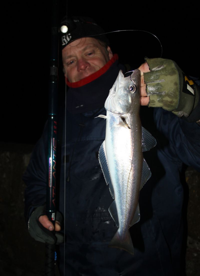 Whiting irish salt water species identification irish specimen fish