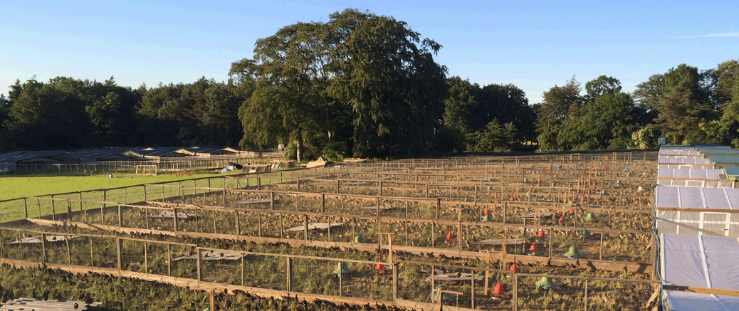 Pheasant Game Farms Near Me Pa Game Commission Pheasant Farm In