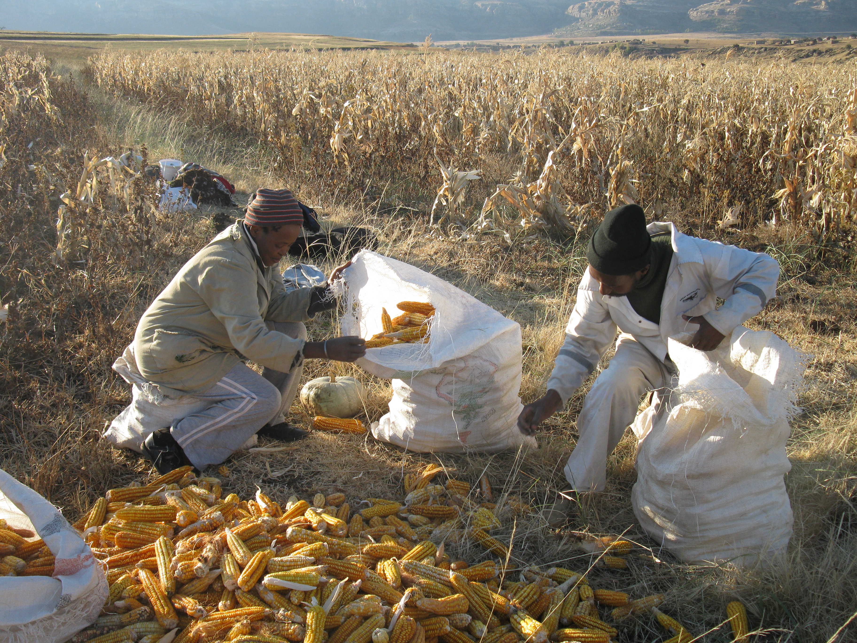 Learning from the past to improve nutrition today history of pellagra