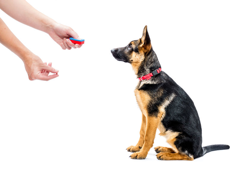 Comment réussir facilement le dressage de son chien