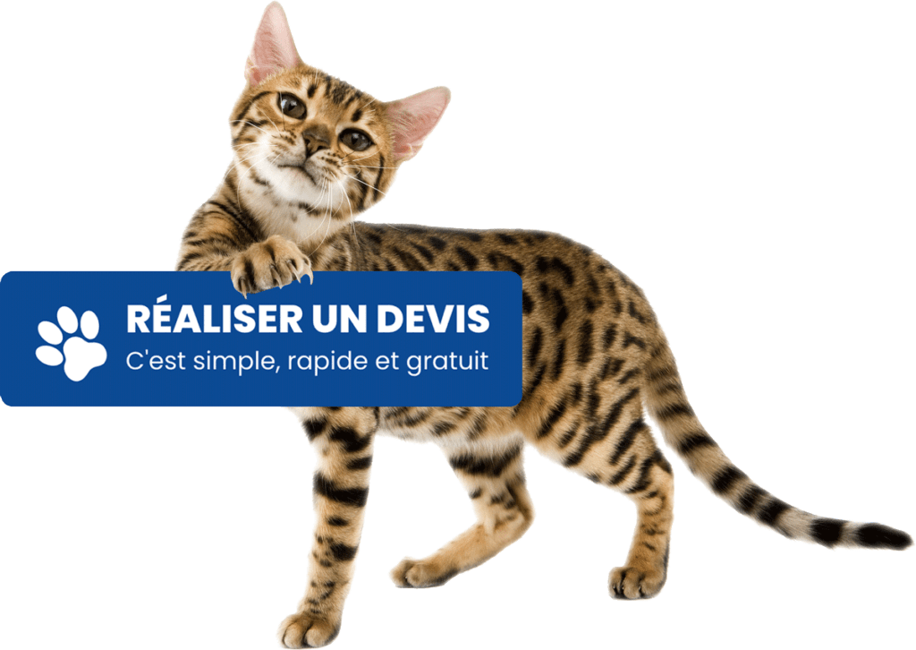 Teigne du chat quels symptômes, traitement et prévention