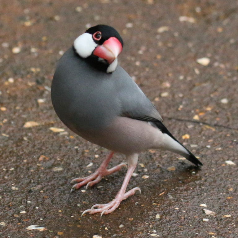 Java Finch