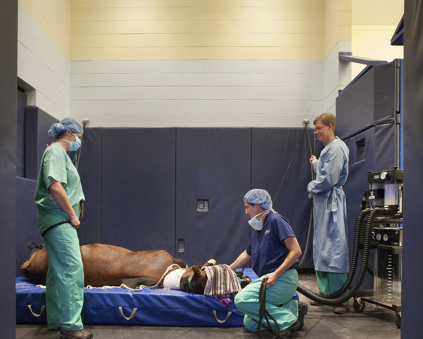 Tryon Equine Hospital Animal Arts