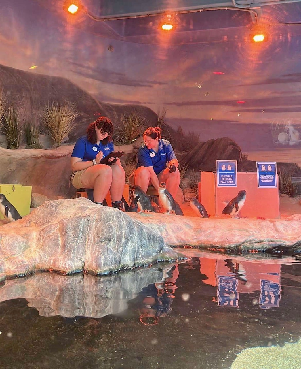 Press Release Animal Behavior College Announces The Betty White