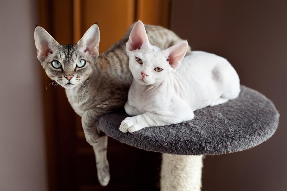 10 Unique Cat Breeds Most UnusualLooking Cats
