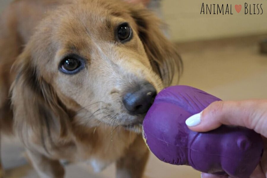 5 Best Dog Chews for Dogs That Love to Chomp Animal Bliss