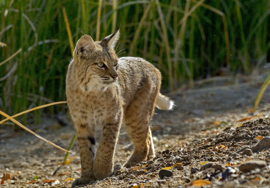 Bobcat Removal Tips | Animal Capture Wildlife Control