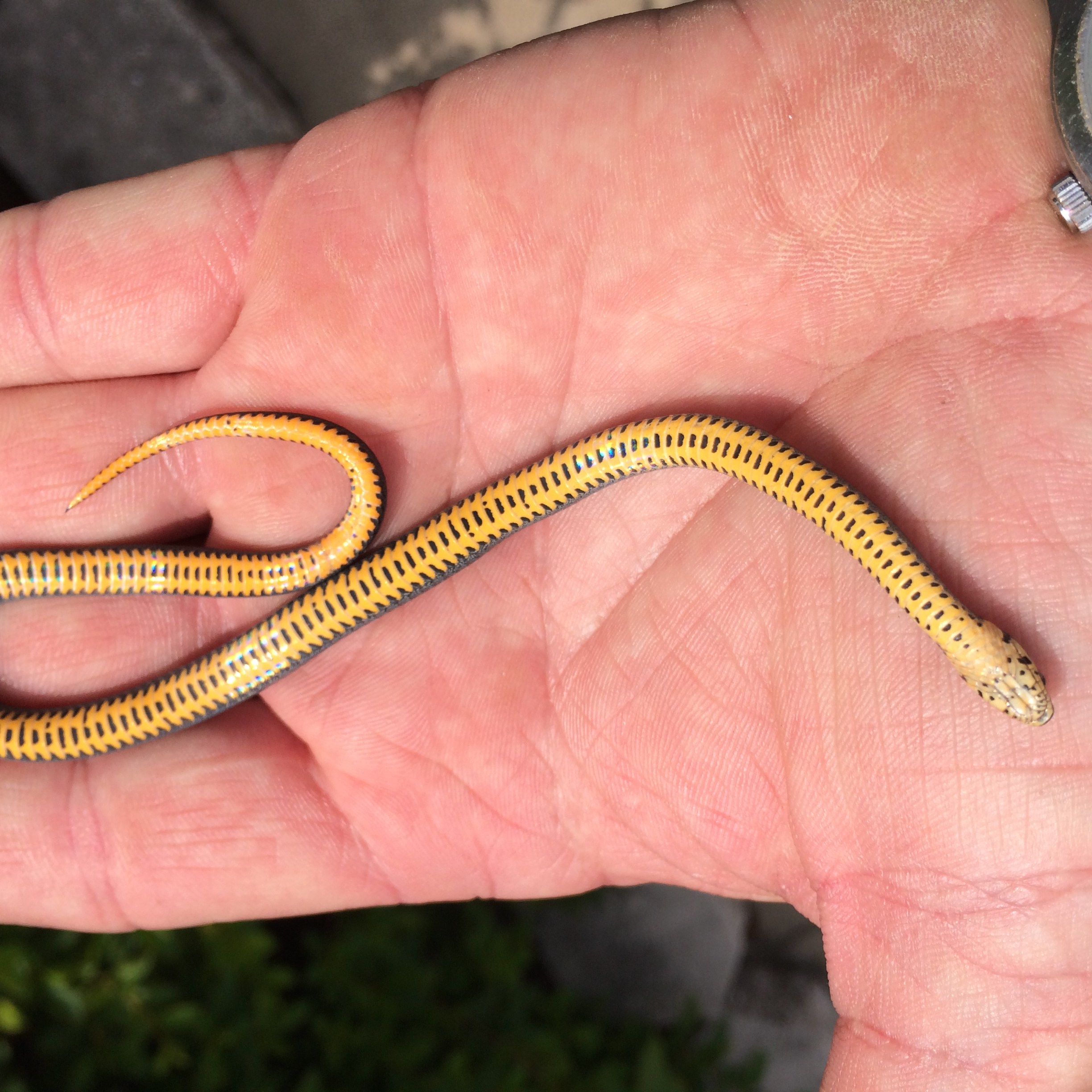 Ring Neck Snake Control, Snake Babies in House