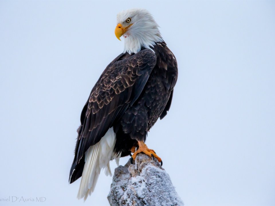 Animal de Poder ÁGUIA. Animal de Poder