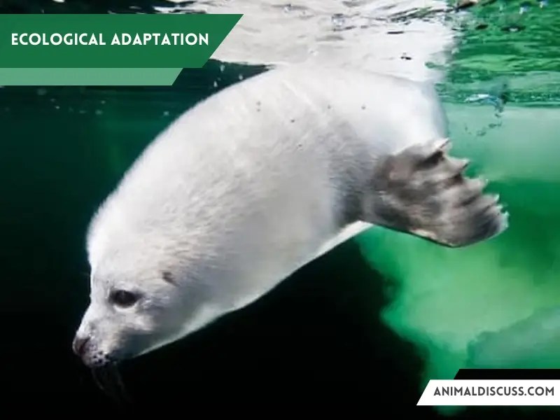 Behavioral Facts of Harp Seal Animal Discuss