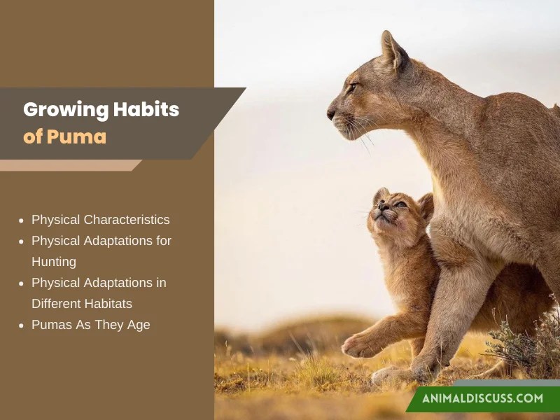 Behavioral Facts of Puma Animal Discuss