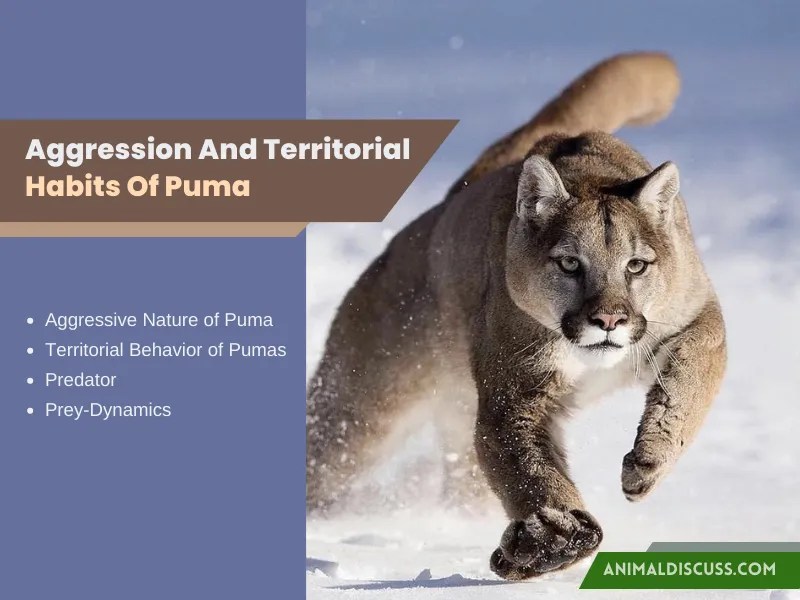 Behavioral Facts of Puma Animal Discuss