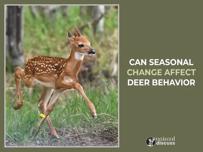 Deer Behaviors How Deer Behave With Various Factors Animal Discuss