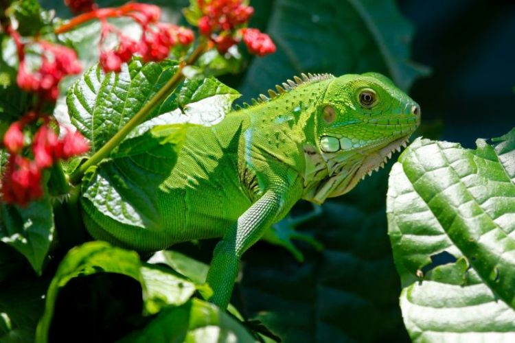 La iguana Características, hábitat, qué come, dónde vive