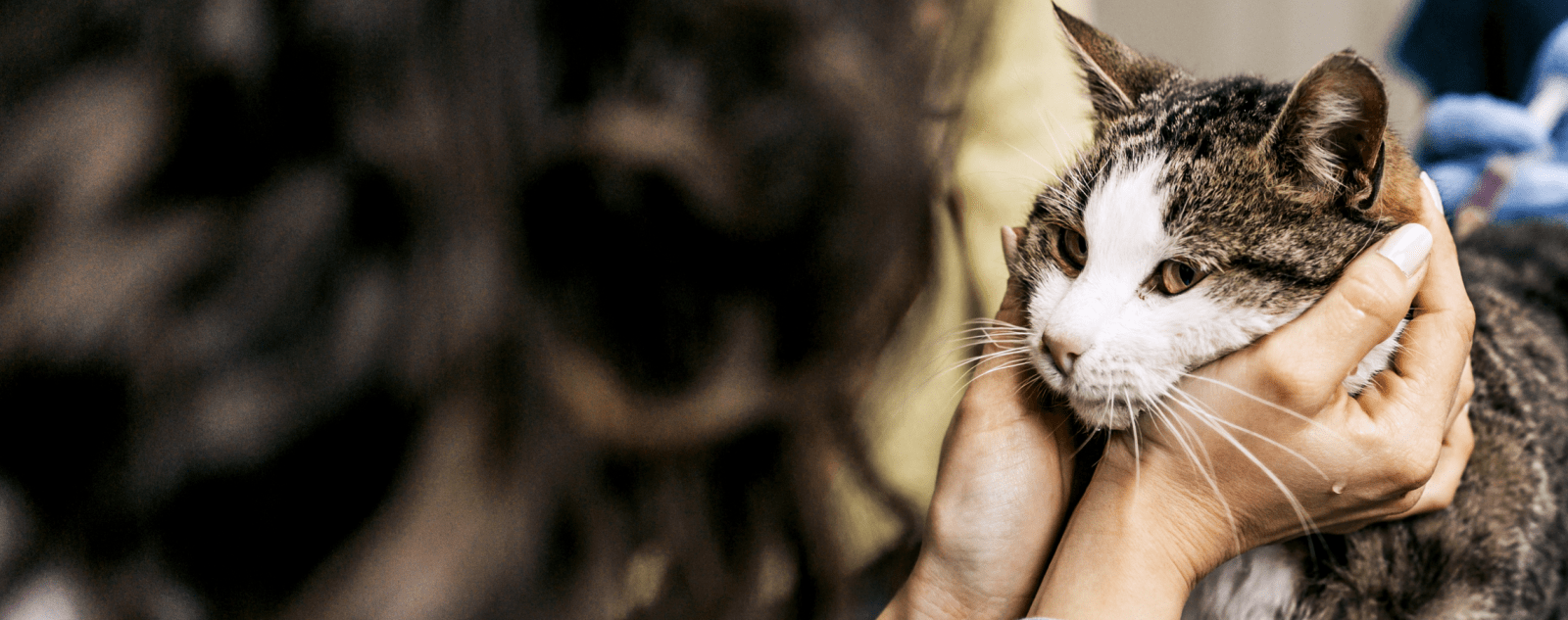 to Animal Eye Guys in South Florida Vet Eye Specialist