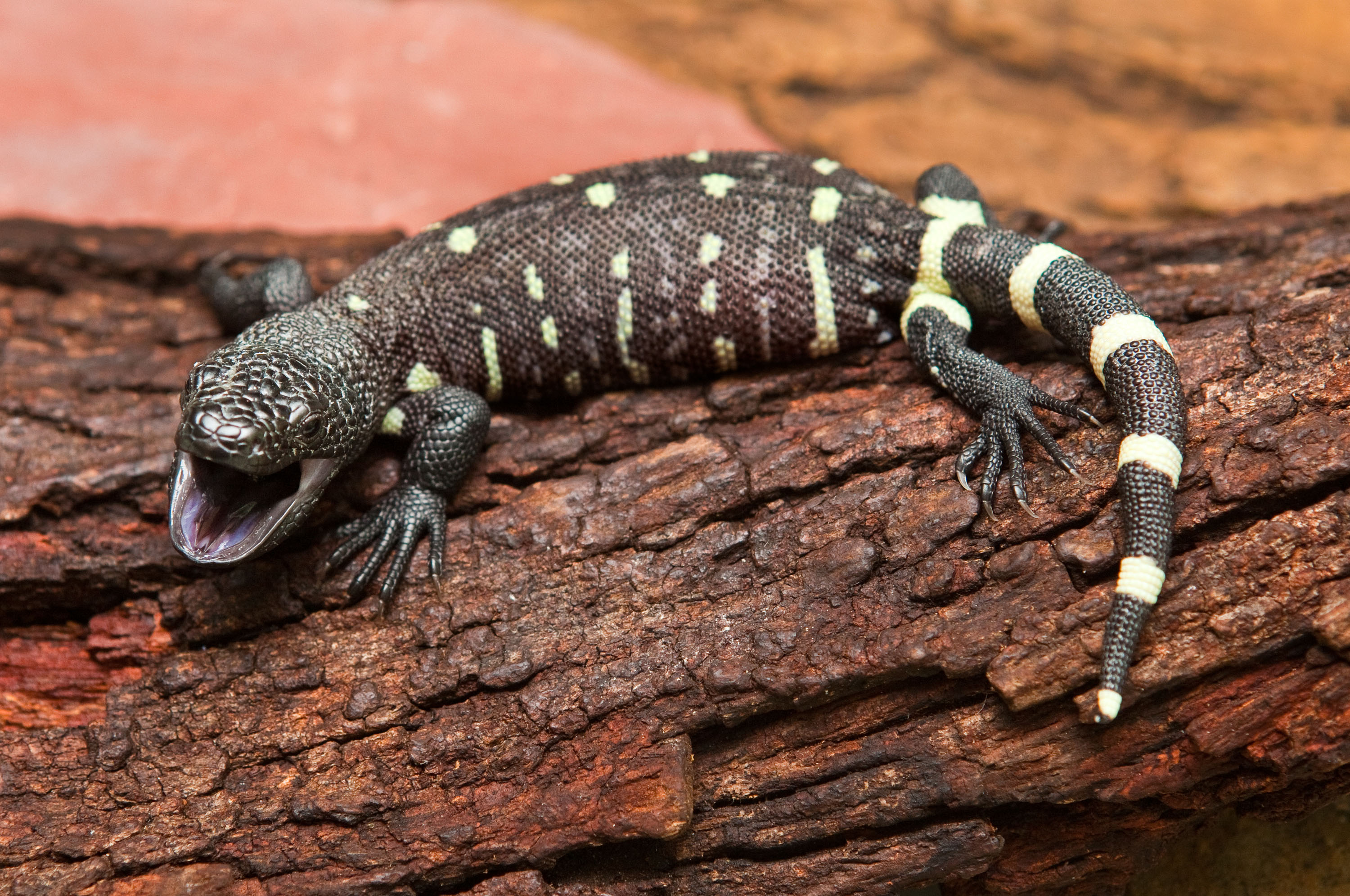Mexican beaded lizard hatchling Animal Fact Guide