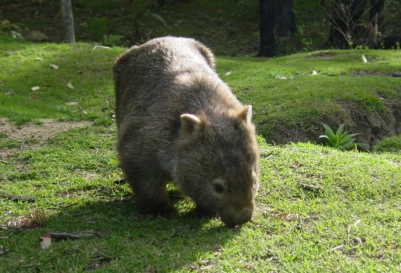 Common Wombat Facts Coursehaired Wombats Australian Marsupials