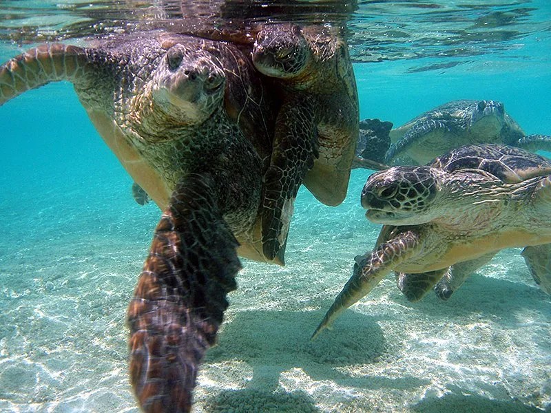 Green Sea Turtle Facts for Kids Endangered Animals